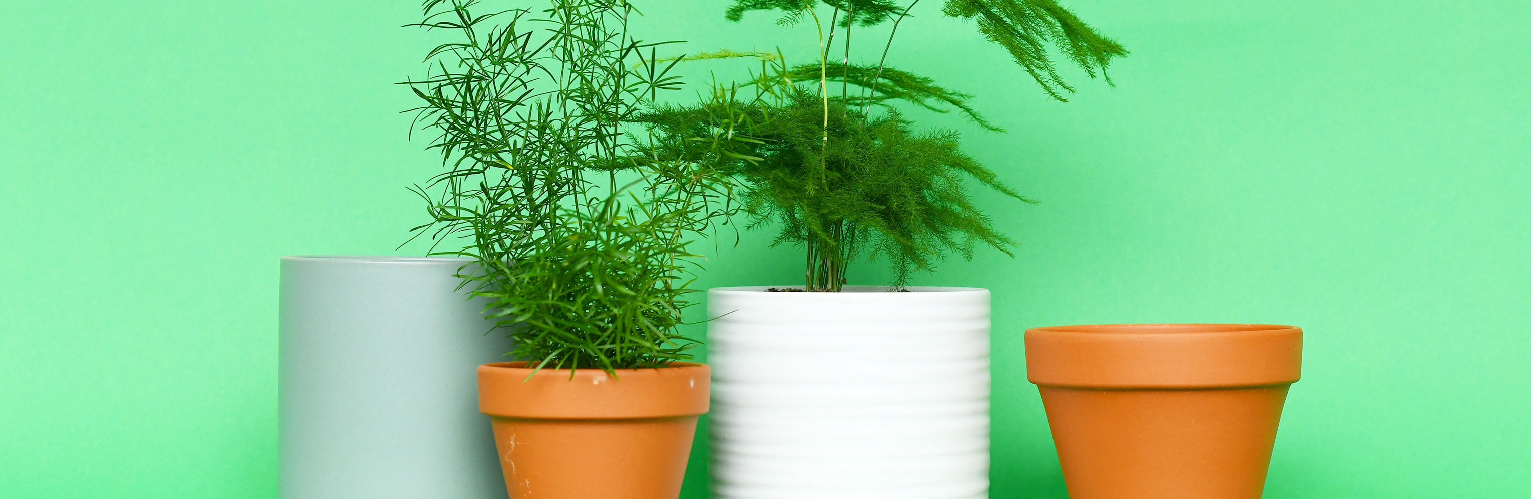 Planters