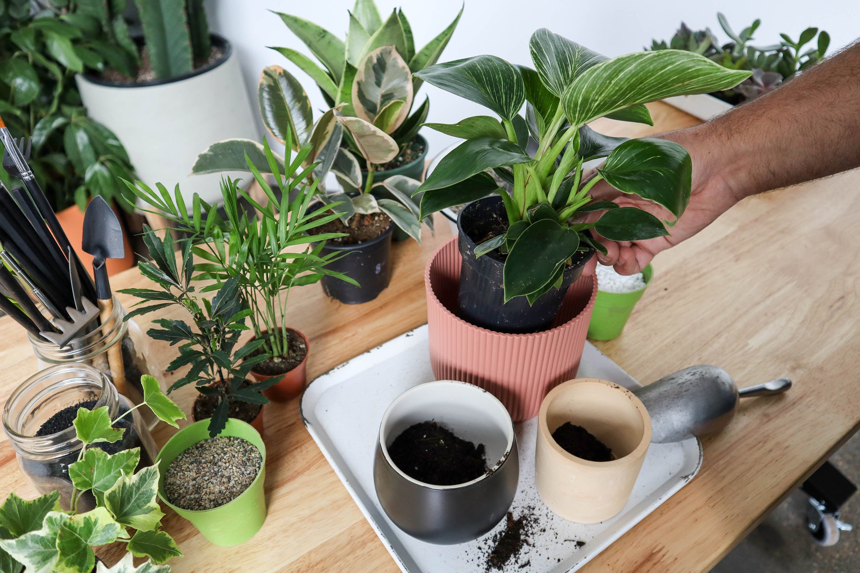 Green Your Thumb - Plant 101 Workshops