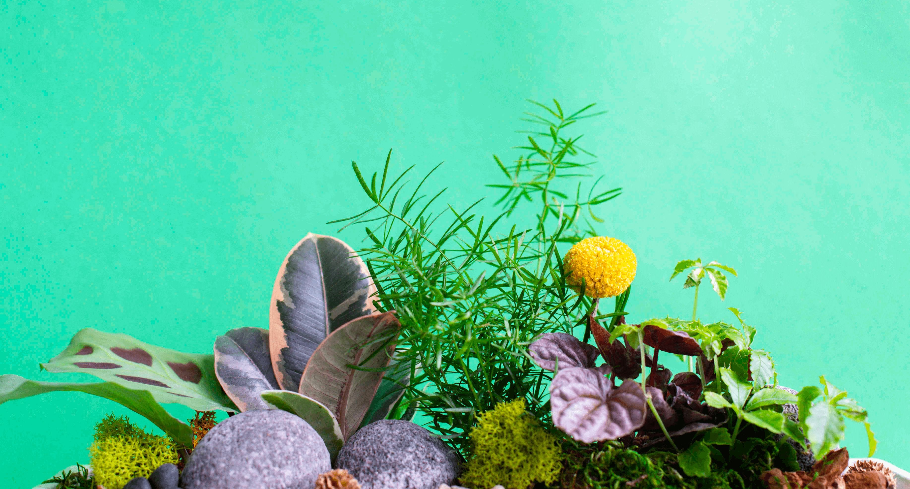 Potted Arrangements & Terrariums