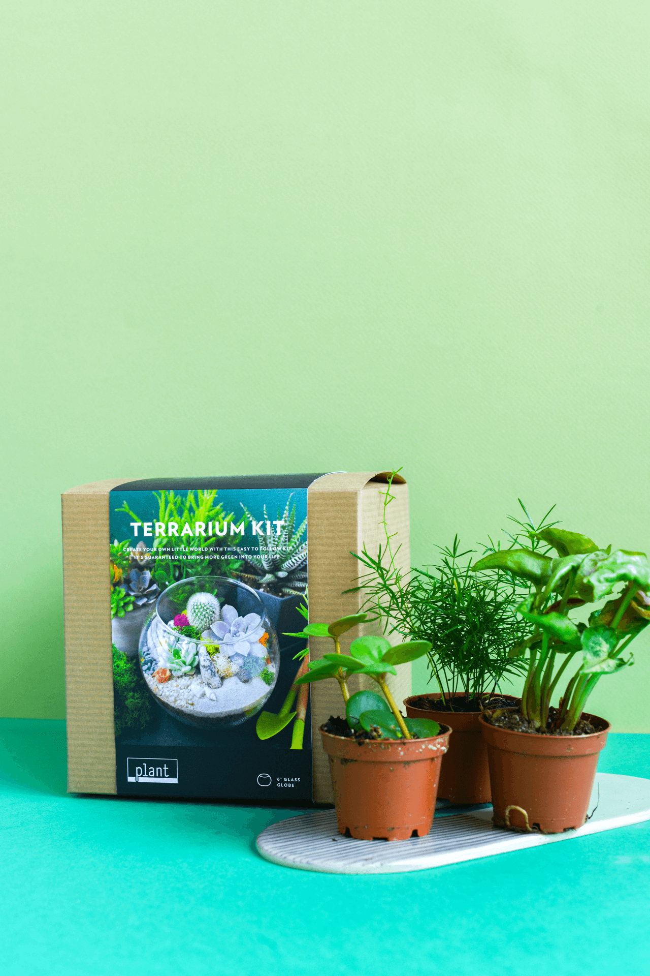 Terrarium Kit : Globe w/ Plants