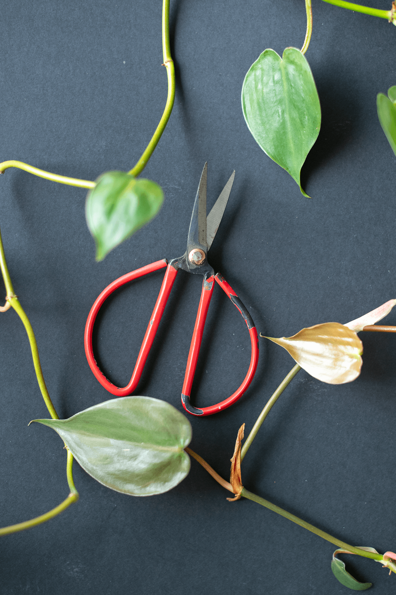 Metal Pruning Scissors