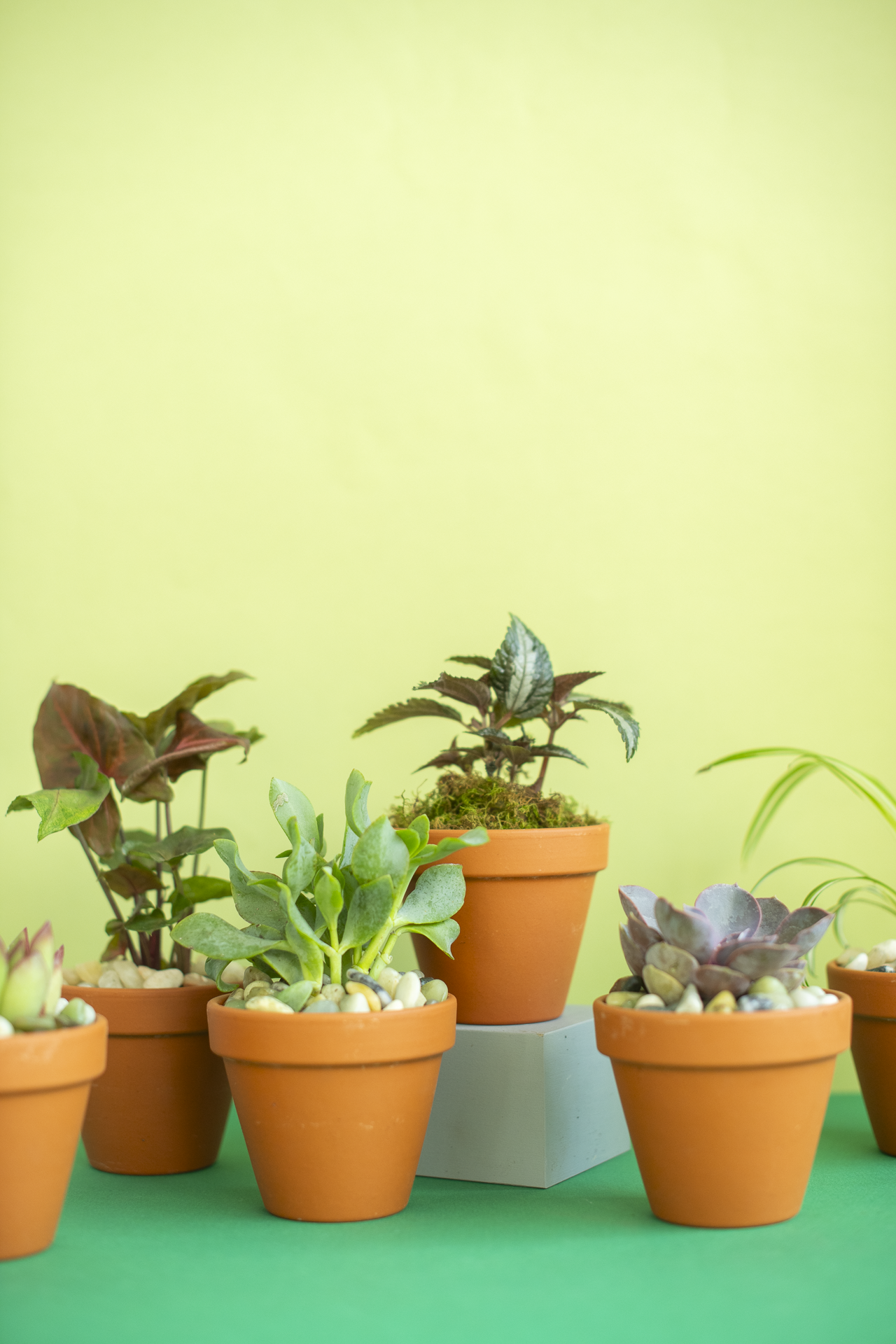 Potted Plant for Gifting