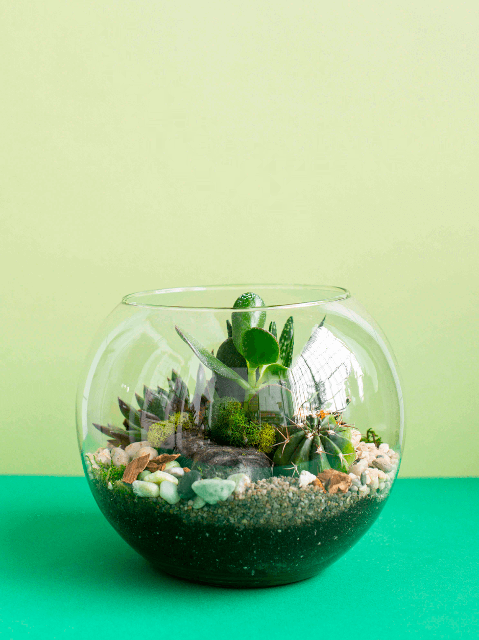 plant globe terrarium Medium Globe Terrarium – Plant Shop