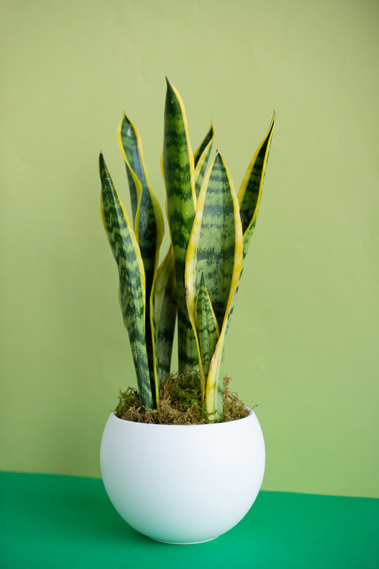 Medium Potted Plant