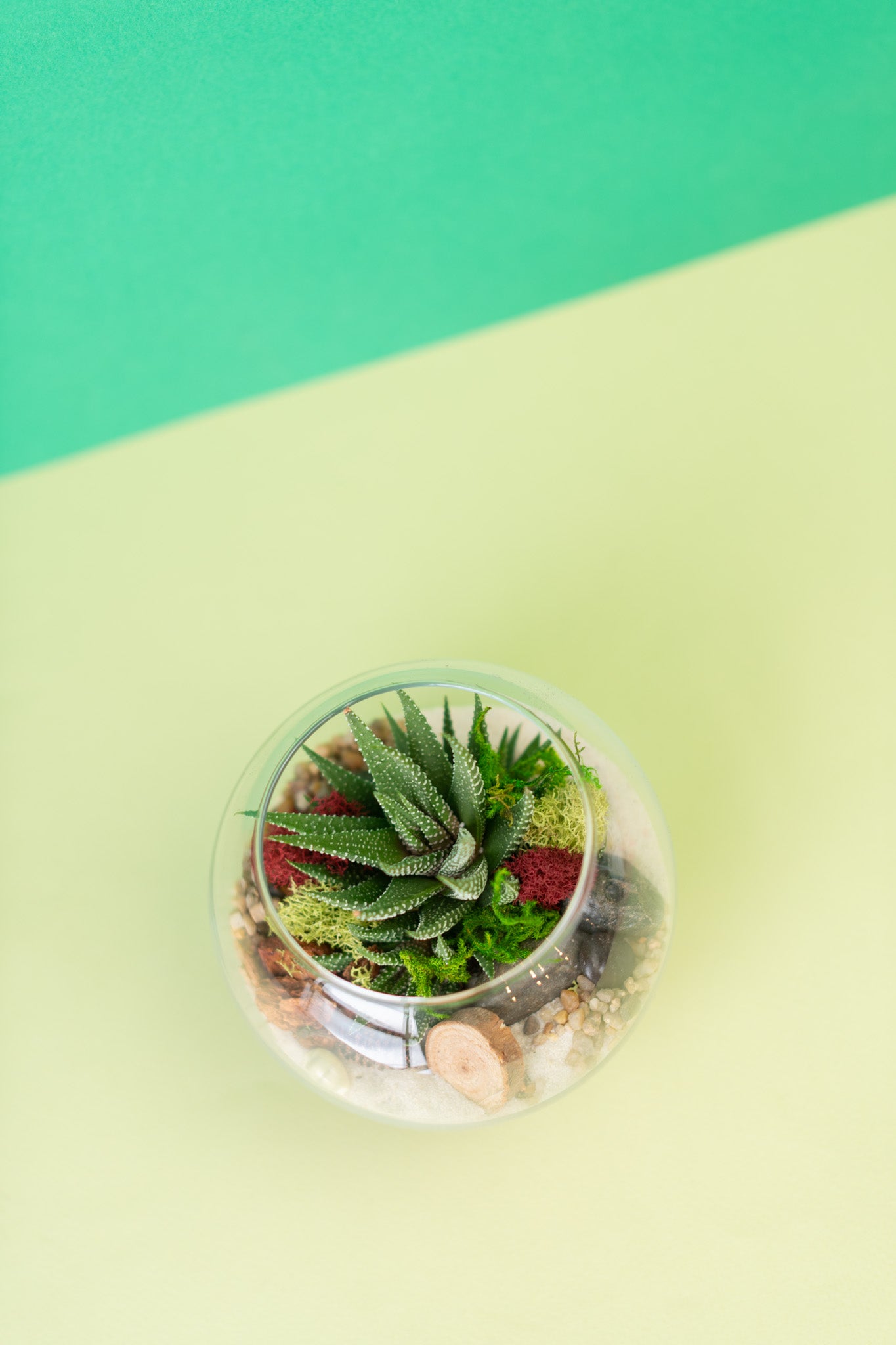 Mini Globe Succulent Terrarium