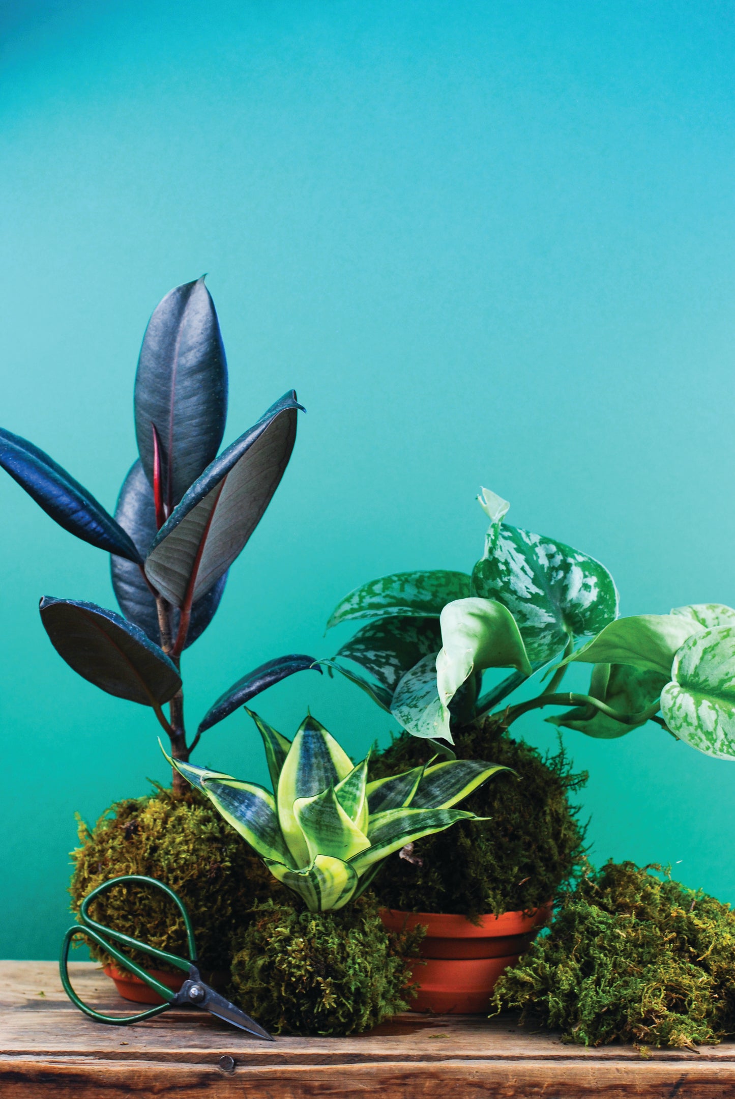 Green Your Thumb: Intro to Kokedama Workshop
