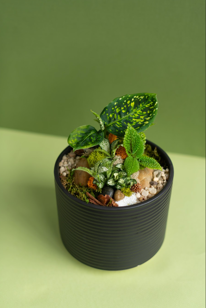 Plant x The Apothecary : Room Mist / Body Scrub & Potted Plant Arrangement Workshop