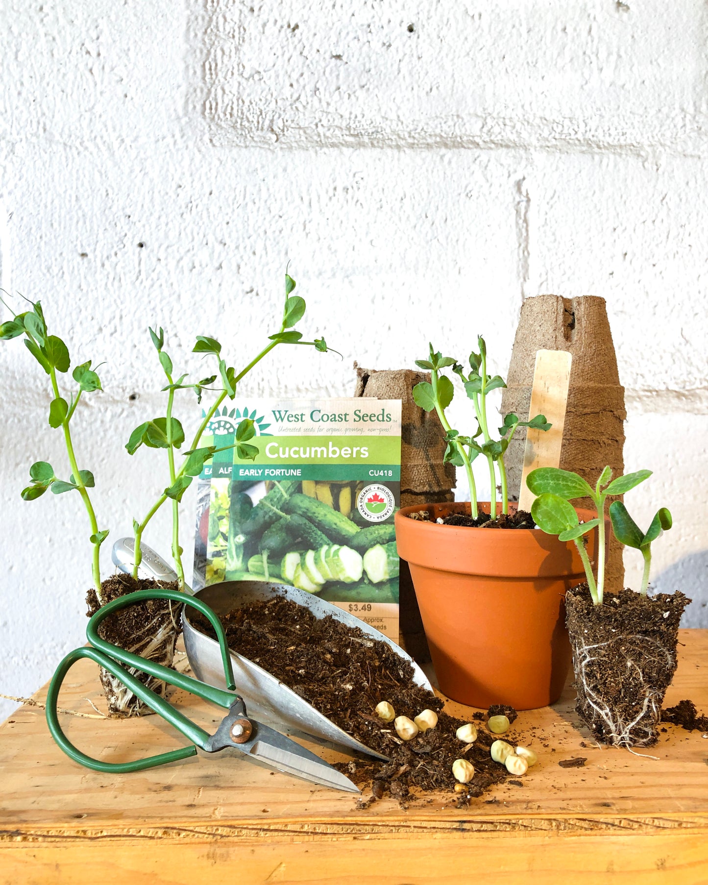 Seed Starting 101 Workshop