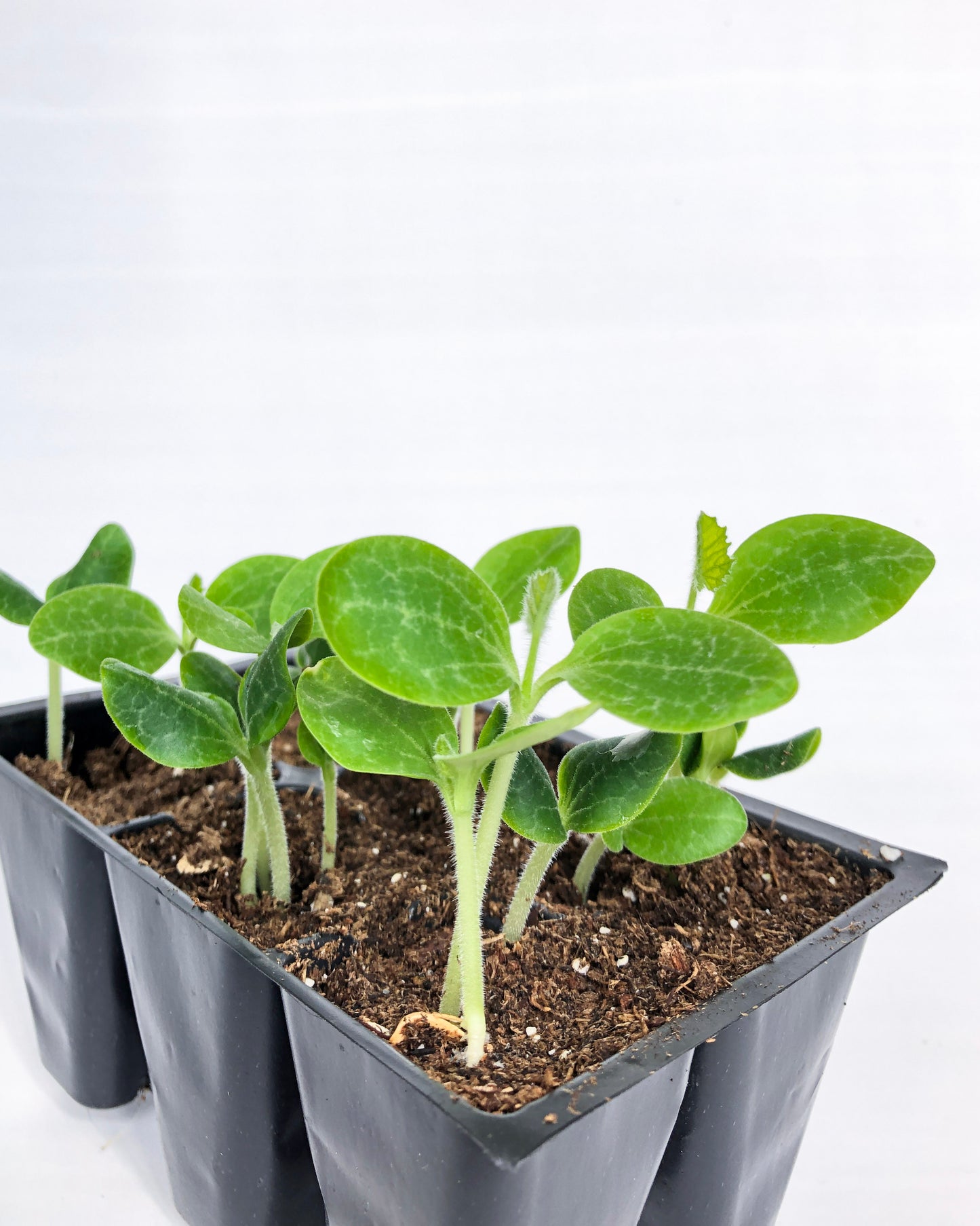 Seed Starting 101 Workshop