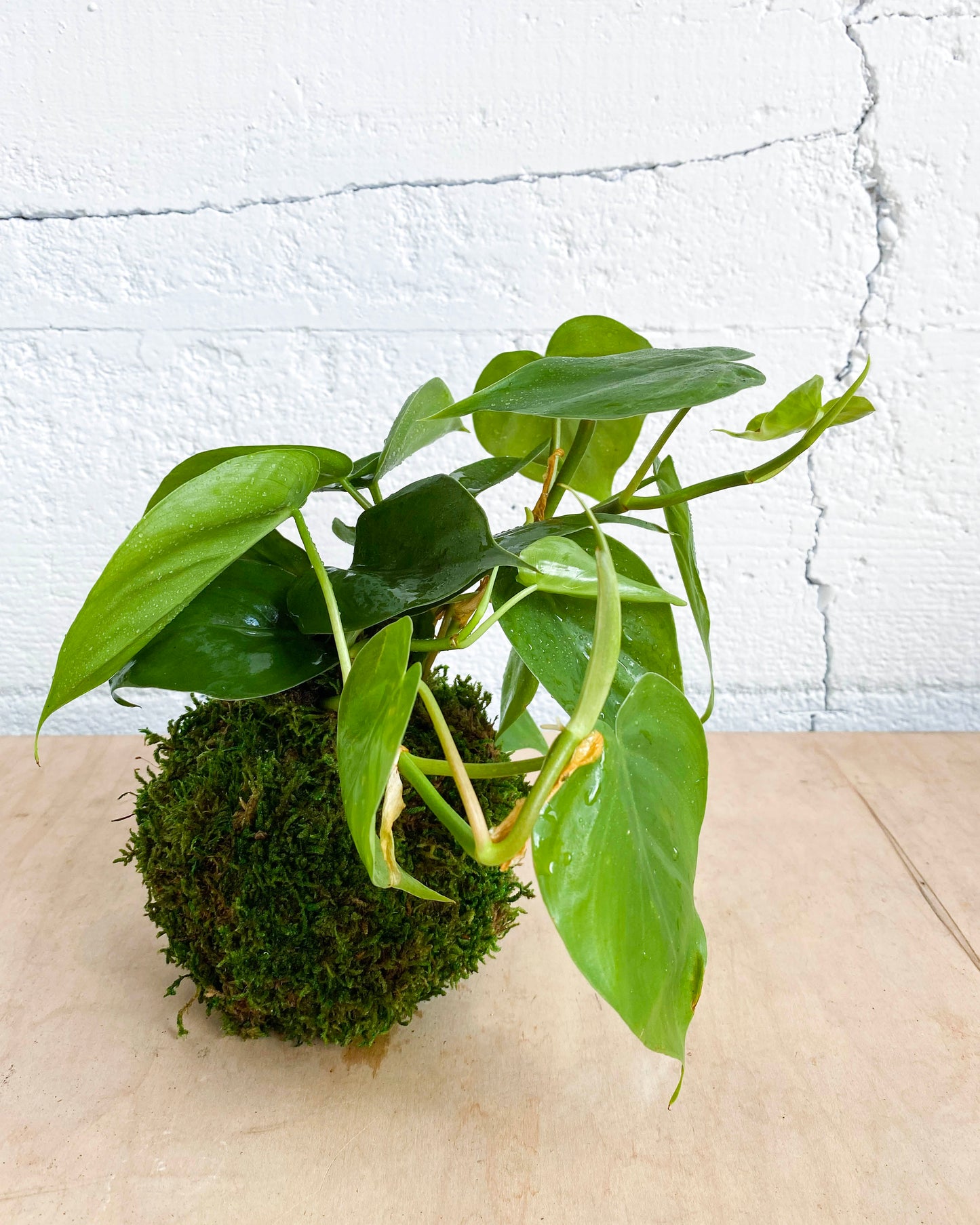 Green Your Thumb: Intro to Kokedama Workshop