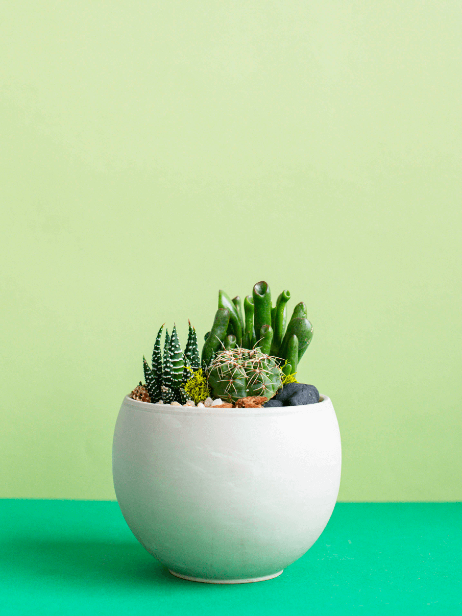 Small Round Potted Arrangement