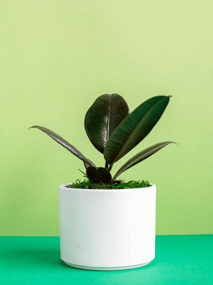 Small Potted Plant