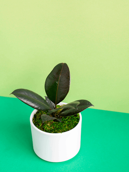 Small Potted Plant