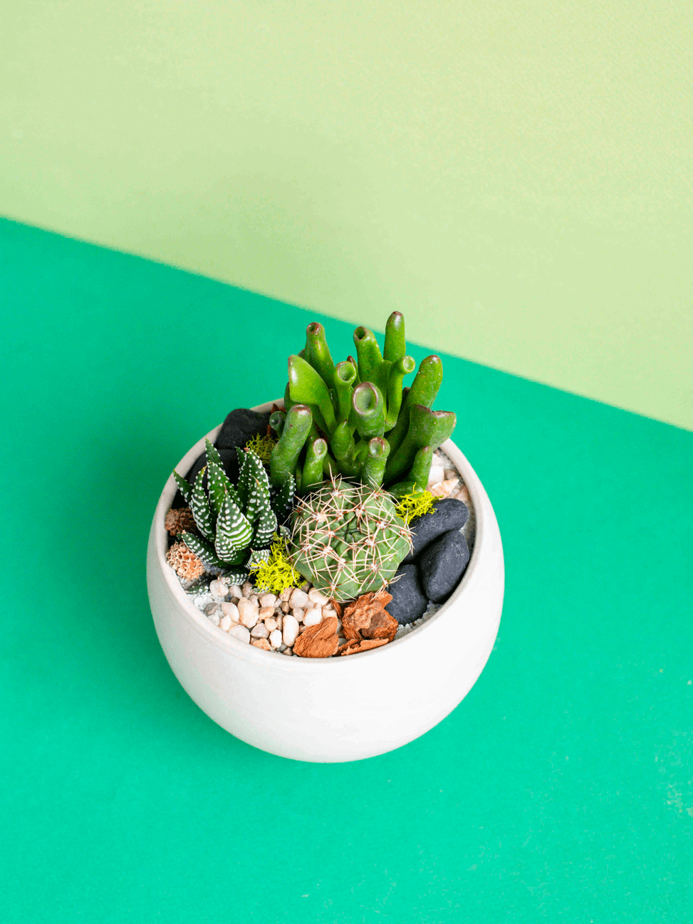 Small Round Potted Arrangement