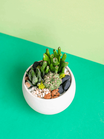 Small Round Potted Arrangement