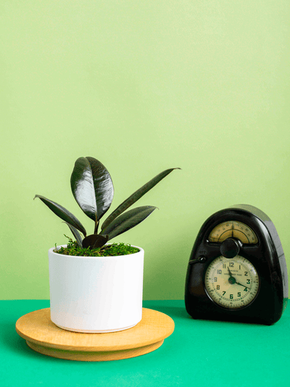 Small Potted Plant