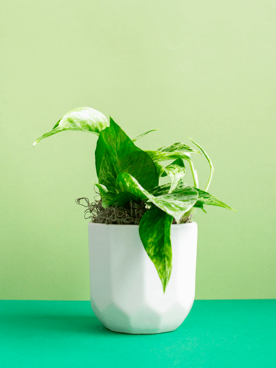 Small Potted Plant