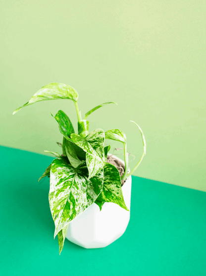 Small Potted Plant
