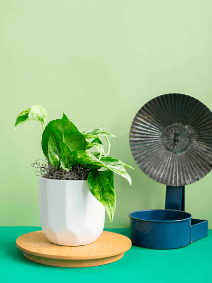Small Potted Plant