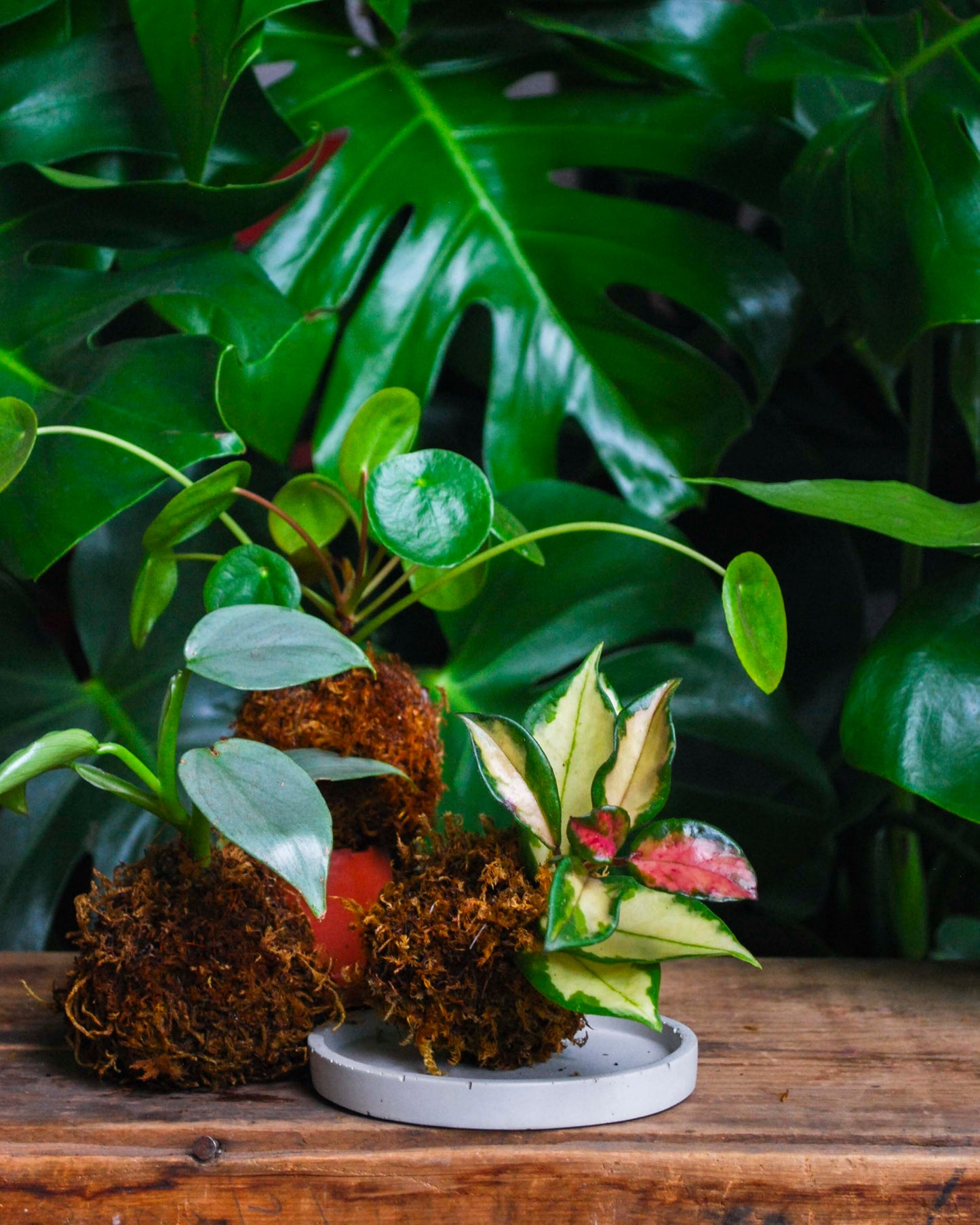 Green Your Thumb: Intro to Kokedama Workshop