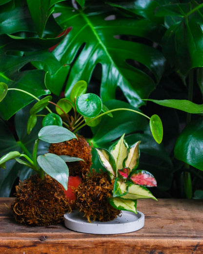 Green Your Thumb: Intro to Kokedama Workshop