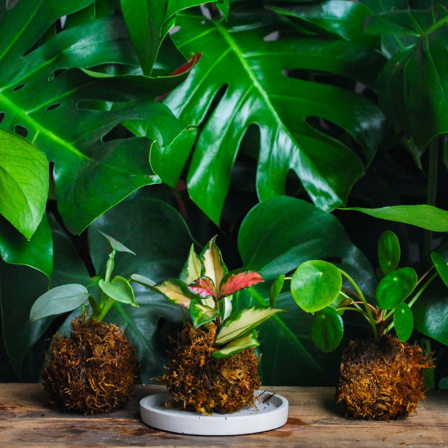 Green Your Thumb: Intro to Kokedama Workshop