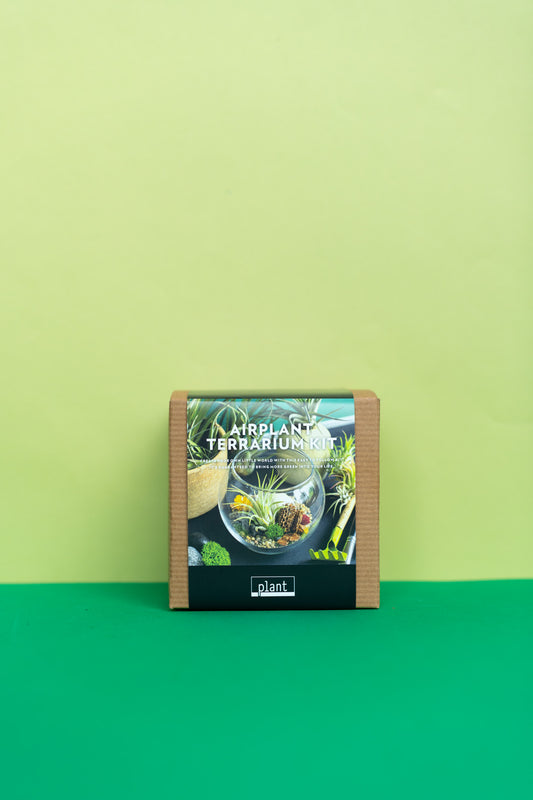 Airplant Terrarium Kit