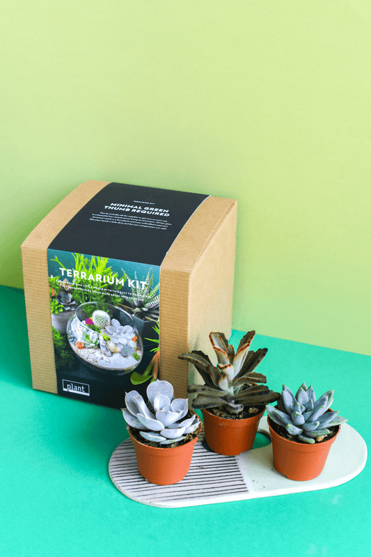 Terrarium Kit : Globe w/ Plants