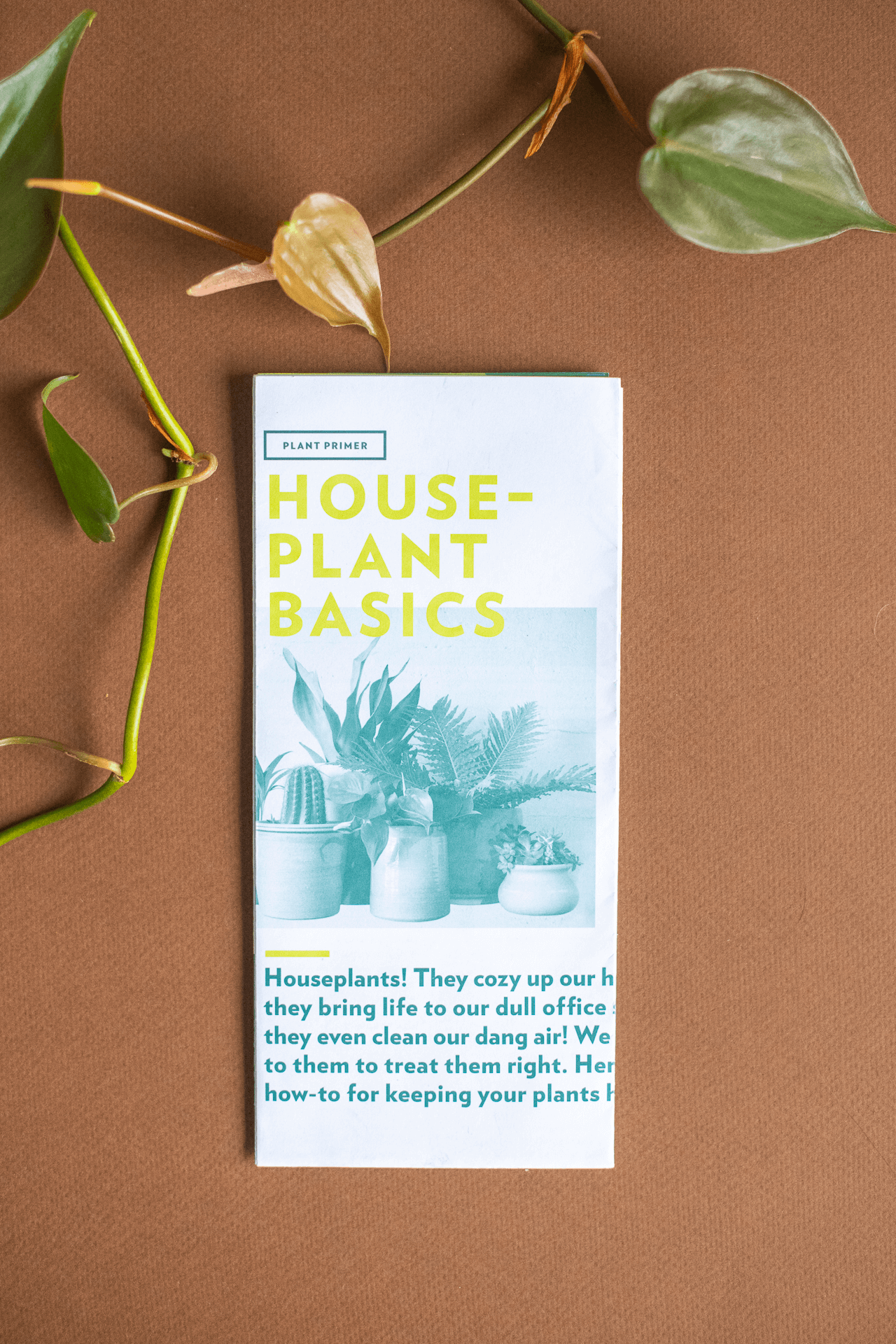 Plant Merch : Plant Primer