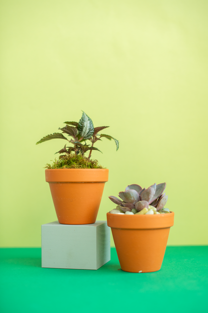 Potted Plant for Gifting