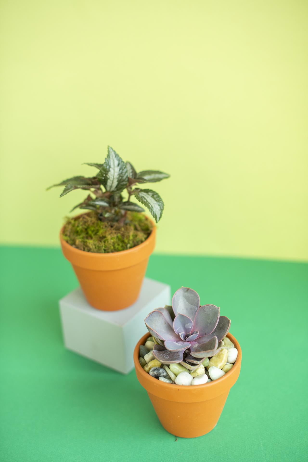 Potted Plant for Gifting