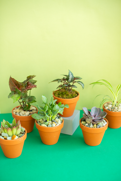 Potted Plant for Gifting