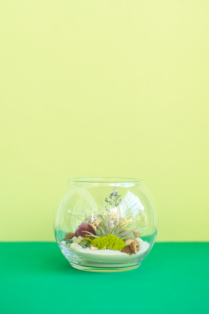 Small Globe Airplant Terrarium