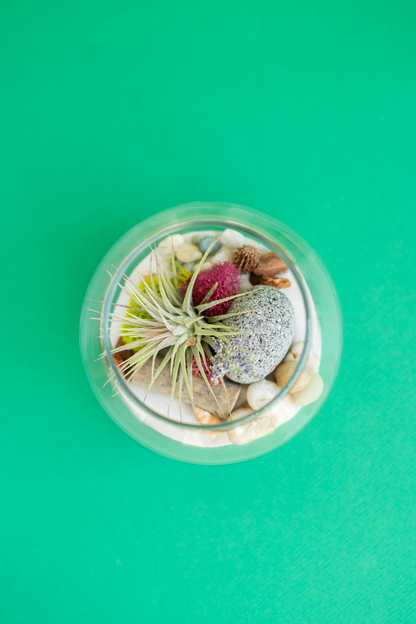 Small Globe Airplant Terrarium