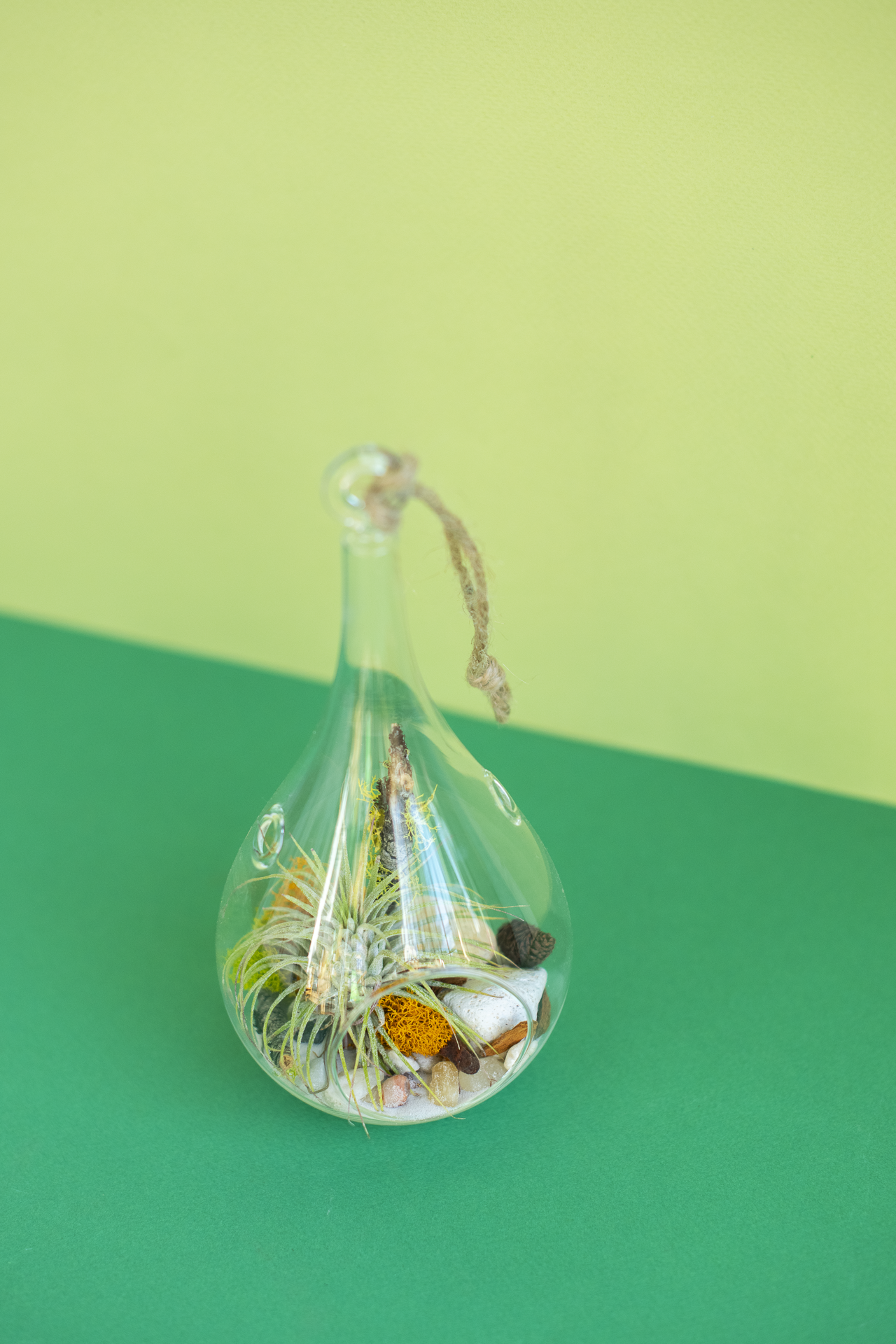 Hanging Teardrop Airplant Terrarium