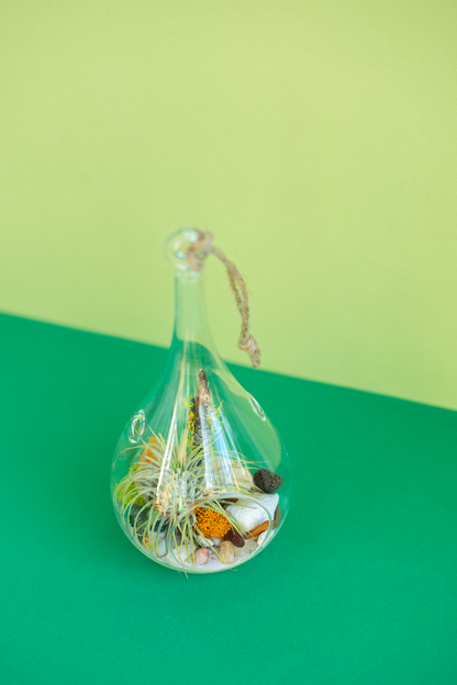 Hanging Teardrop Airplant Terrarium