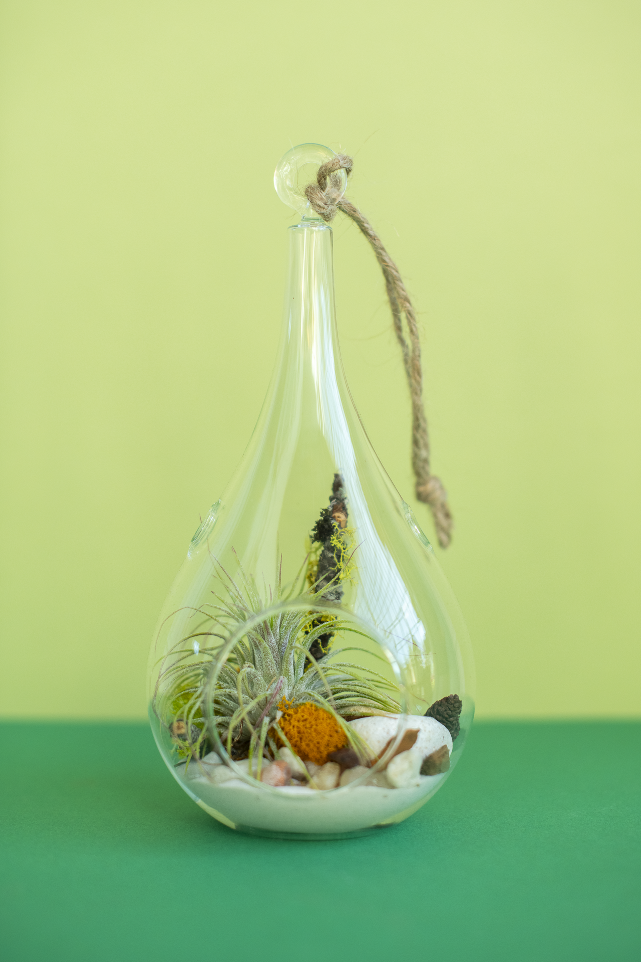 Hanging Teardrop Airplant Terrarium