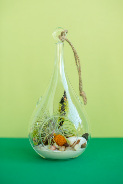 Hanging Teardrop Airplant Terrarium