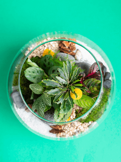 Large Globe Terrarium
