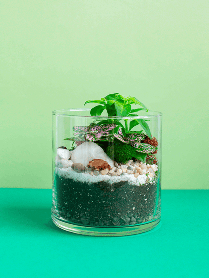 Small Cylinder Terrarium