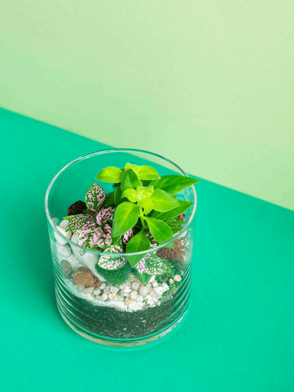 Small Cylinder Terrarium