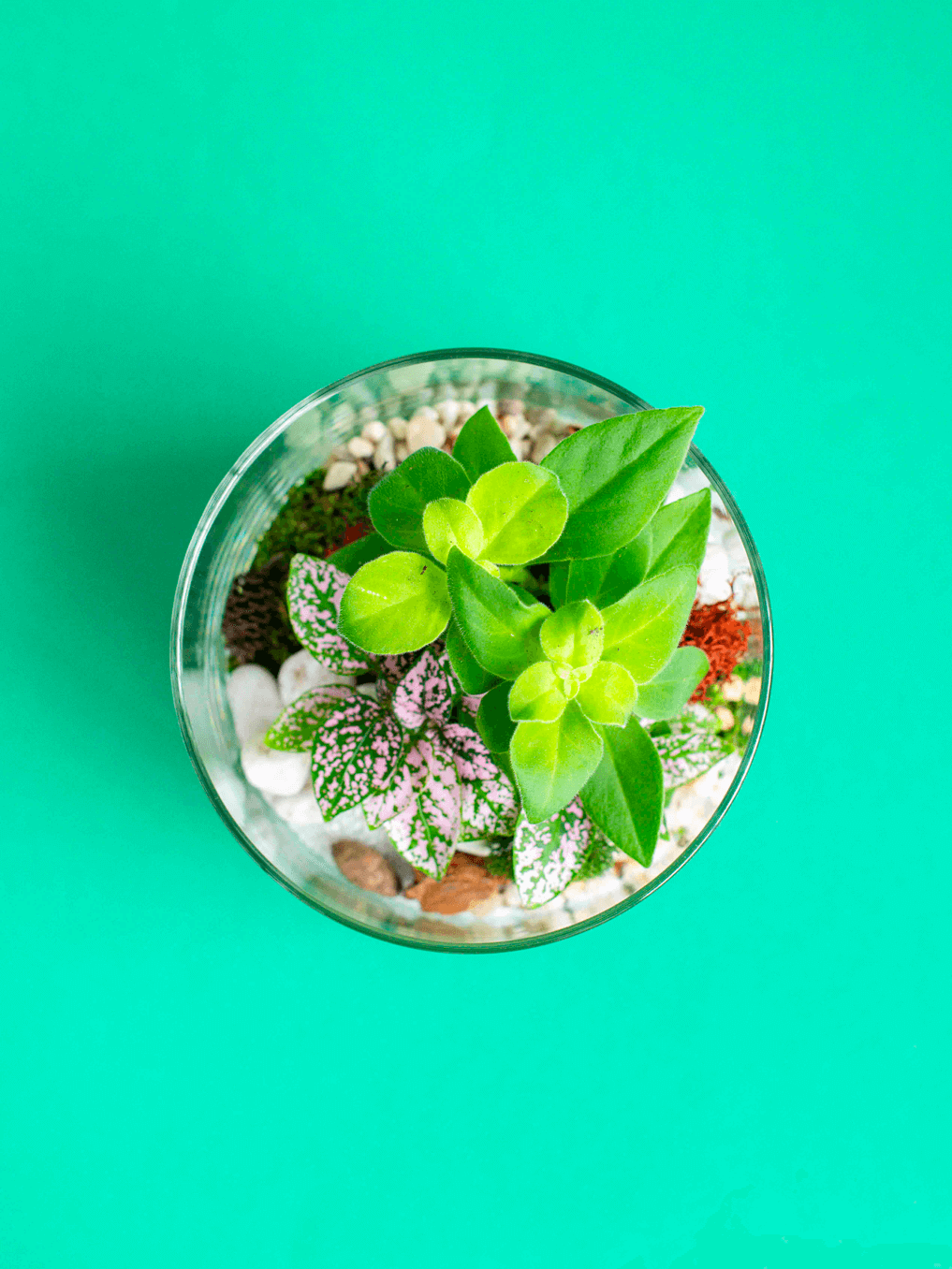 Small Cylinder Terrarium