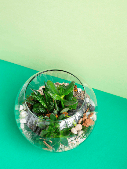 Medium Globe Terrarium