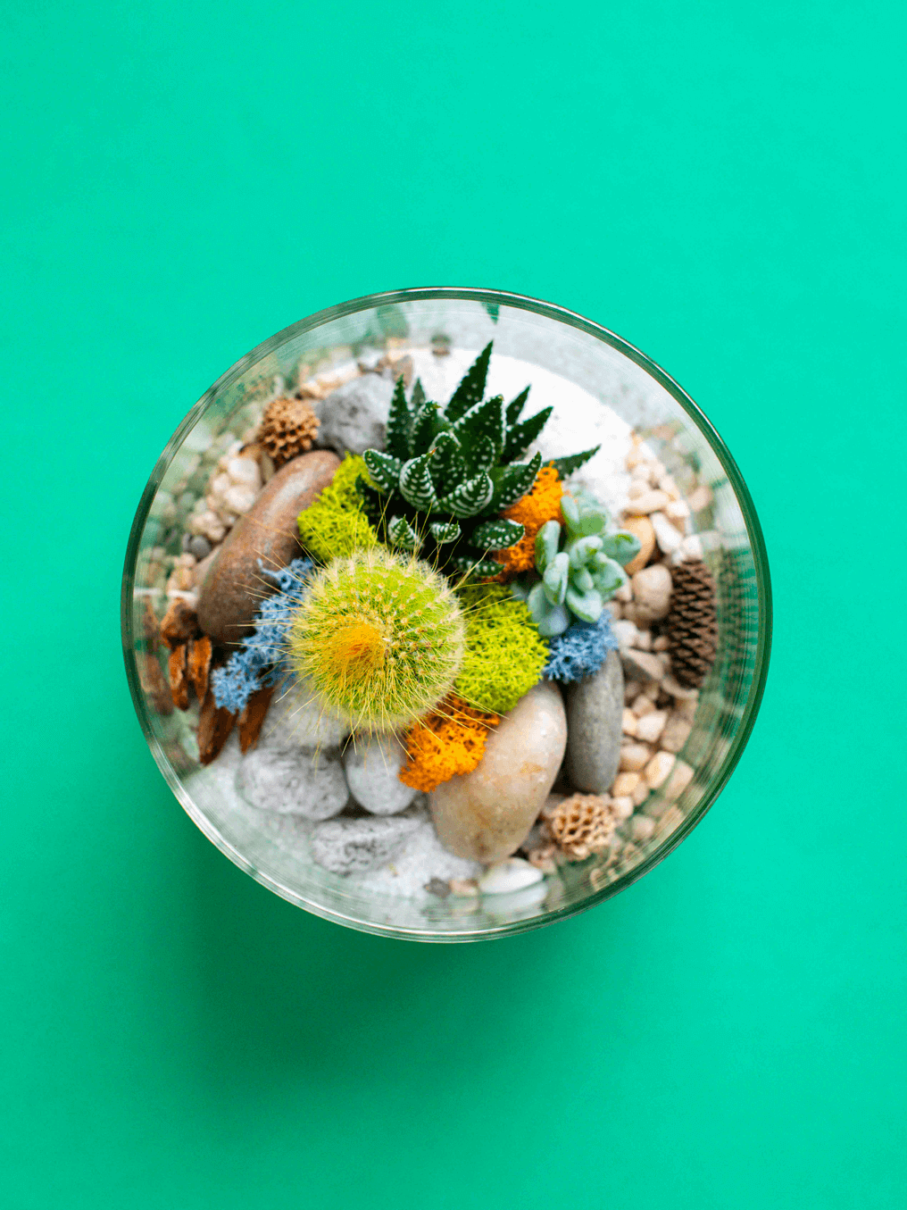Small Cylinder Terrarium