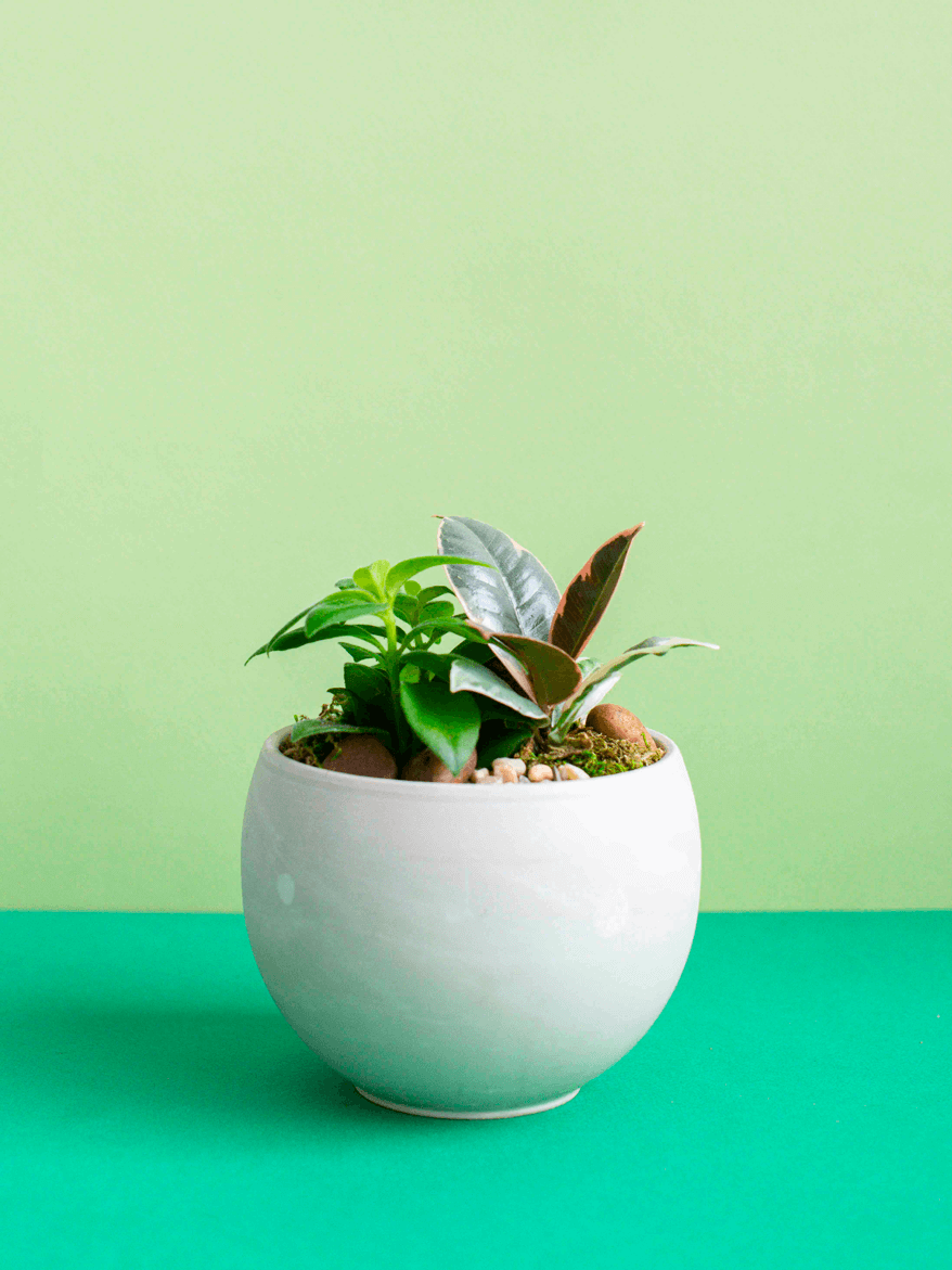 Small Round Potted Arrangement