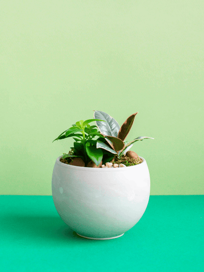 Small Round Potted Arrangement