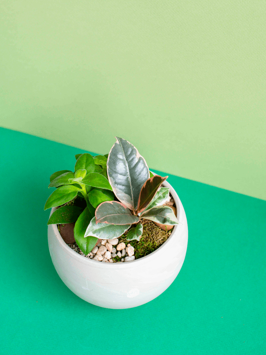Small Round Potted Arrangement