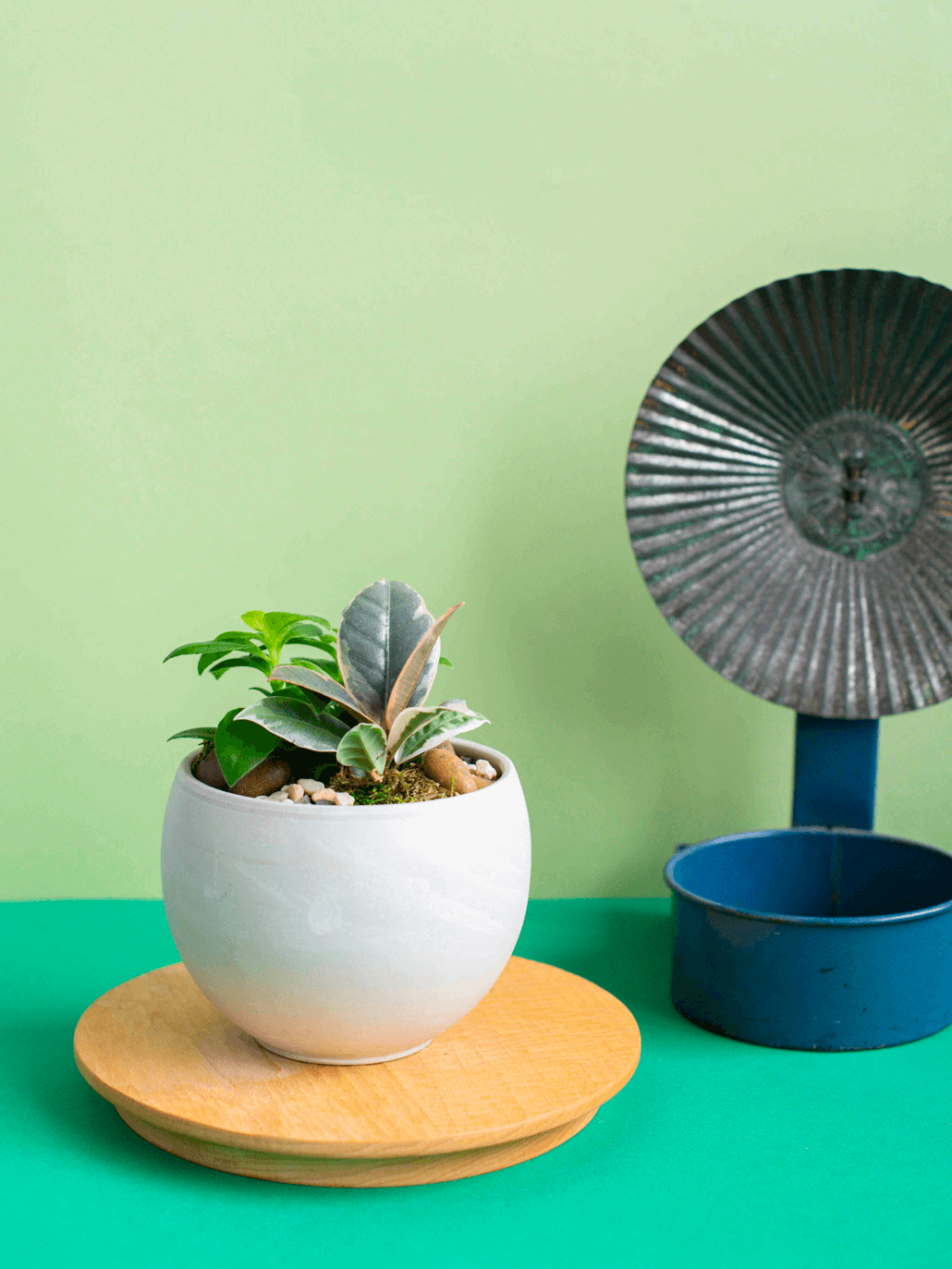 Small Round Potted Arrangement