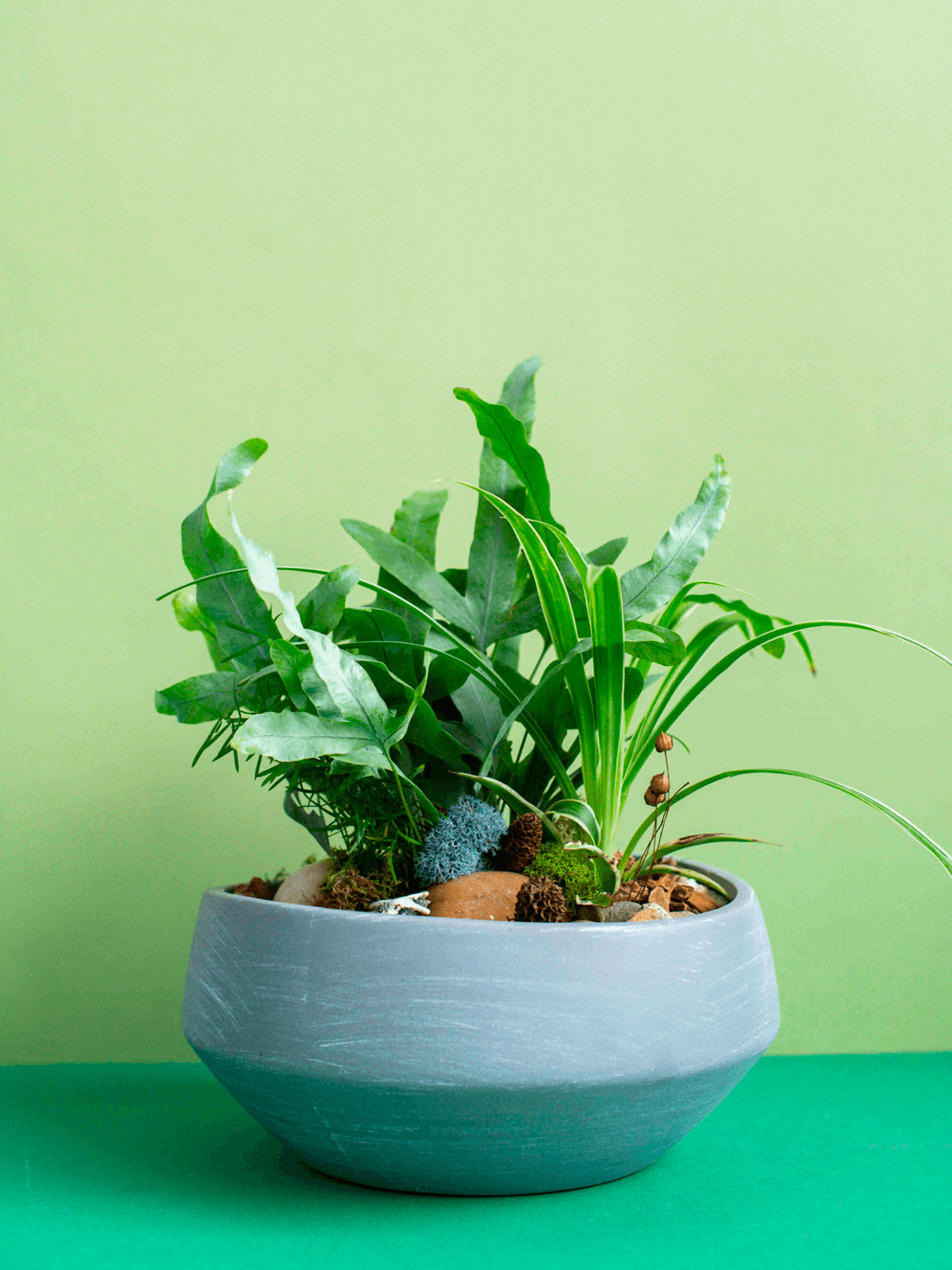 Round Low Potted Arrangement