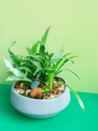 Round Low Potted Arrangement